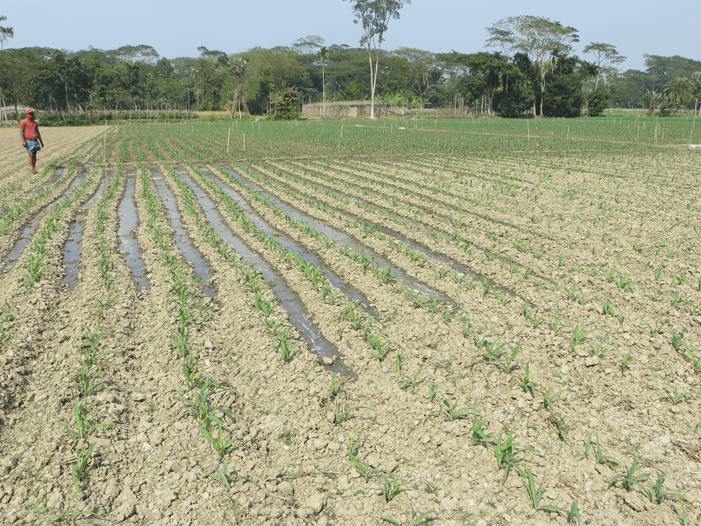 Water-saving irrigation of a maize crop using raised beds, in Southern Bangladesh